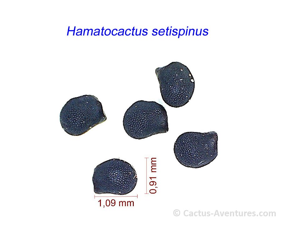 Hamatocactus setispinus seeds